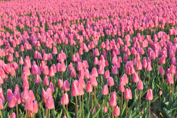 Field with pink tulips in early morning spring sunlight