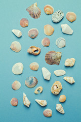 Collection of seashell over blue background