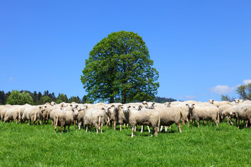 Sheep on the farm