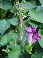 Purple morning glory closed flowers