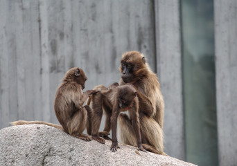 Naklejka premium Rhesus macaque