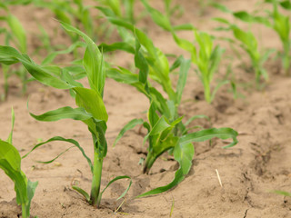 Young Corn