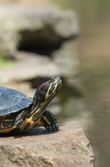 水辺のミドリガメ
