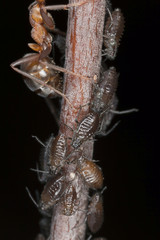 Aphids, extreme close up with high magnification