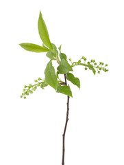 Bird cherry stem with buds isolated on white