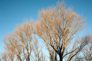 The leafless trees in winter
