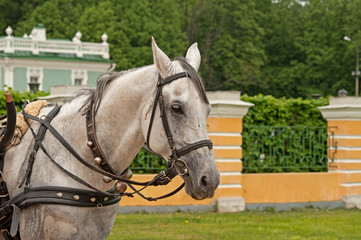 Obraz premium beautiful white horse portrait