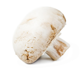 Champignon mushroom  isolated on white background