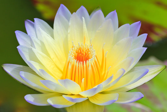 Fototapeta Purple lotus and yellow pollen