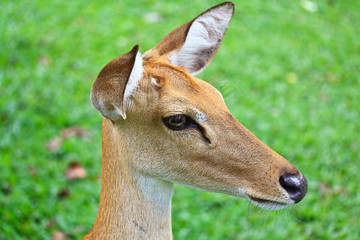 Closed-up antelope