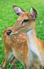 Alerted antelope