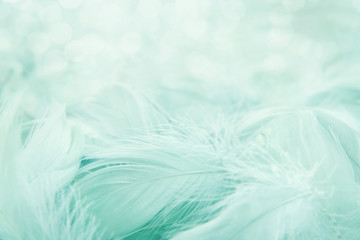 Soft fluffy feathers