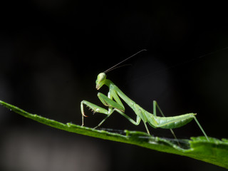 Praying mantis on leaf