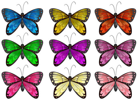 Butterflies in different colors