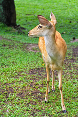 Alerted antelope