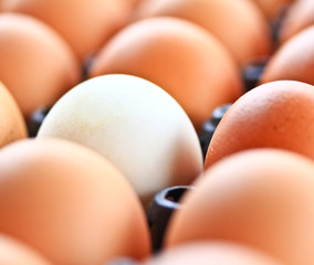 Eggs in a carton box