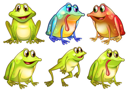 Six different frogs
