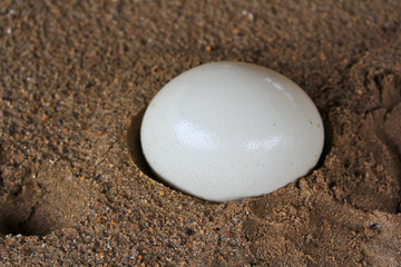 Fototapeta na wymiar Ostrich egg
