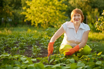  woman working in field of beans