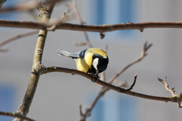 Great Tit - Parus major
