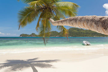 cocotier penché sur plage des Seychelles