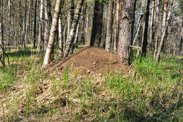 Fototapeta premium Spring anthill.