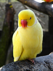 Yellow parakeet standing on branch