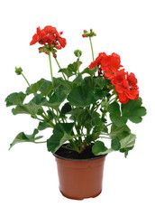 géranium zonale