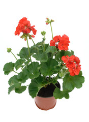 Obraz premium géranium zonale