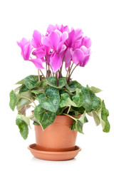 Pink cyclamen with green leaves in a brown pot
