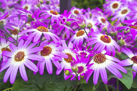 Bright daisy lilac and white Senetti flower.