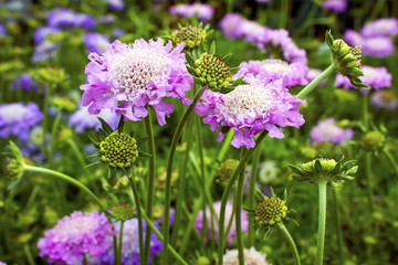 Scabious plant Scabiosa columbaria  Pink Mist  in a garden