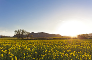 Landscape with a field of yellow flowers at sunset