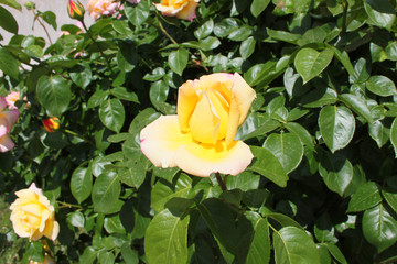 Beautiful yellow rose in spring garden