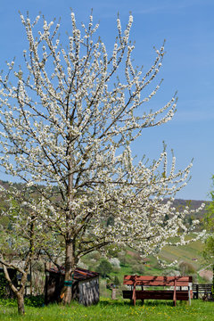 Baum Obstbaum Kirschbaum mit wei&szlig;en Bl&uuml;ten auf einer Wiese mit