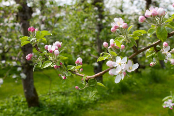Blossoming apple-tree