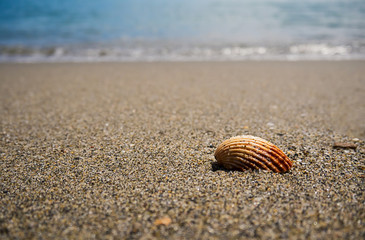 Seashell on the sandy beach