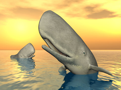 Wale mit Sonnenuntergang