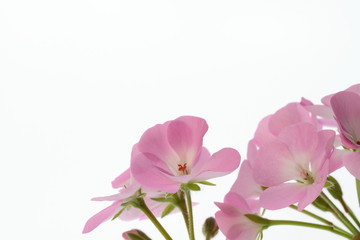 ピンクの天竺葵の背景