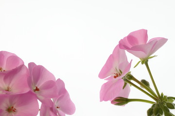 Fototapeta na wymiar Tła z różowego geranium