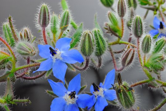 Borago officinalis