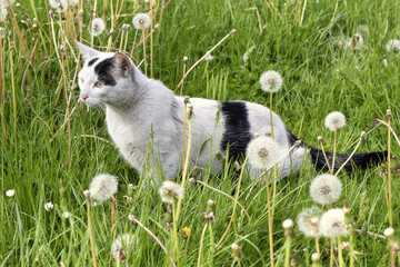 Young kitten in grass outdoor shot at sunny day