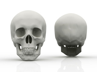3d image of human skull in full face and profile