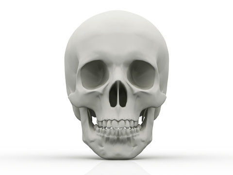 3d human skull isolated on white background