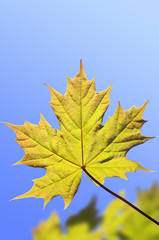 Leaves of a maple
