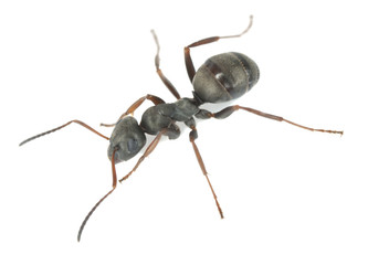Black ant isolated on white background, extreme close-up