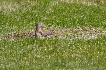 Upright Ground Squirrel