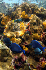 Colored underwater life in a coral reef with tropical fish, marine worms and sea sponges, Caribbean, Jamaica