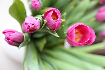 tulips