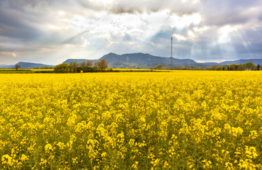 Landscape with a field of yellow flowers